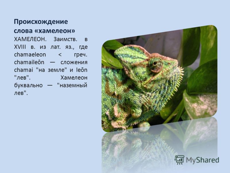 Chameleon перевод