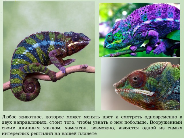 Хамелеон минус. Йеменский хамелеон среда обитания. Хамелеон меняет окраску. Хамелеон меняет цвет. Животные которые меняют цвет.